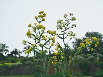 Plants growing on tree