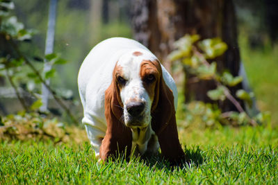 Portrait of a dog on field