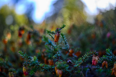 Close-up of flowering plant on land