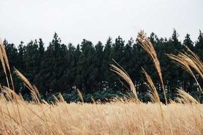 Trees growing on landscape