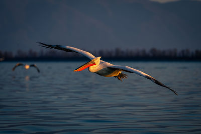 Bird flying over lake