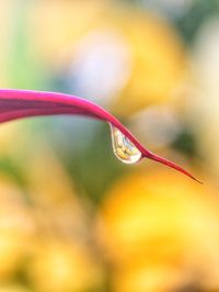 Close-up of drop on leaf