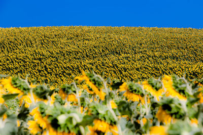 Scenic view of sunflower field against sky