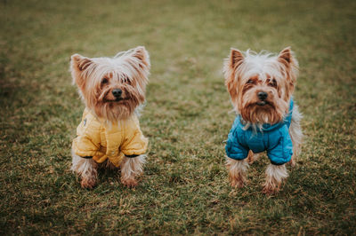 Portrait of a dog on grass