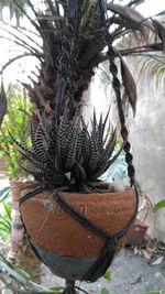 Close-up of snake hanging on tree