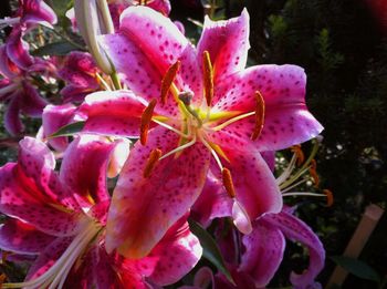 Close-up of pink flowers