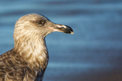 Close-up of eagle against blurred background