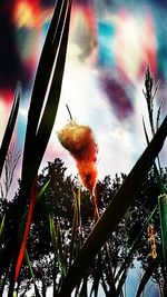 Low angle view of flower trees against sky