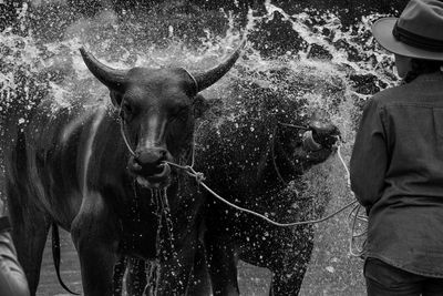 Rear view of woman standing by water splashed on cows