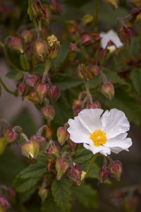 Close-up of white flowering plant