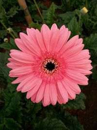 Close-up of pink flower