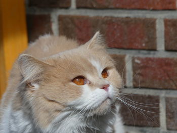 Close-up of a cat looking away