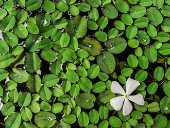 Full frame shot of leaves floating on water