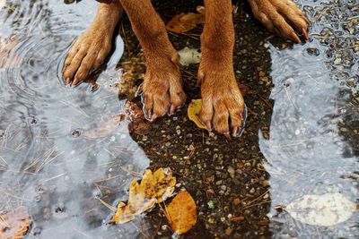 Vizsla in the puddle