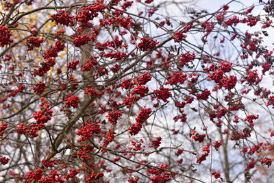 Red berries on tree