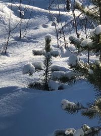 Frozen trees on snow covered landscape