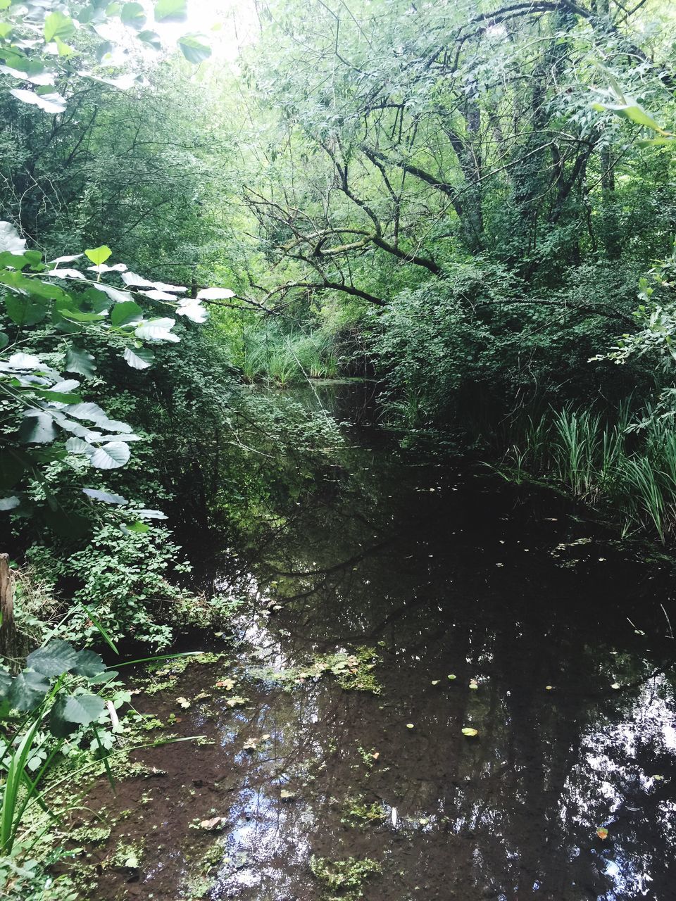 VIEW OF TREES IN FOREST