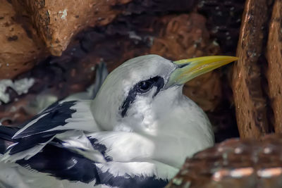 Close-up of a bird