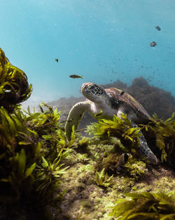 High angle view of turtle in sea