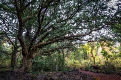 Trees in forest