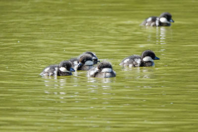 Ducks swimming in lake