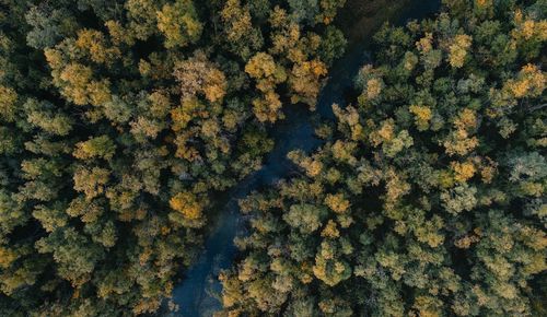 Full frame shot of trees in forest