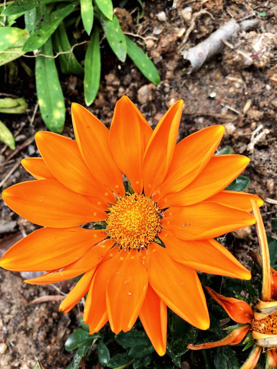 flower, nature, orange color, fragility, beauty in nature, petal, growth, flower head, blooming, outdoors, freshness, day, plant, pollen, no people, close-up