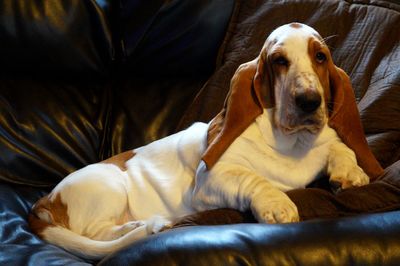 Portrait of basset hound lying on sofa