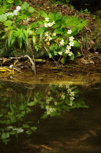 Reflection of tree in lake