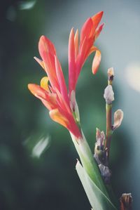 Close-up of red flower