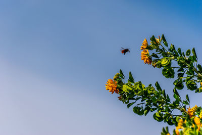 Low angle view of bee on a tree
