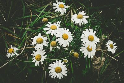 Close-up of daisies blooming outdoors