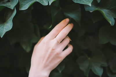 Close-up of hand touching leaves