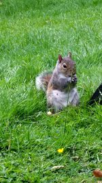 Squirrel on field