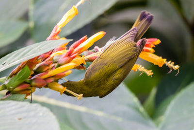 Close-up of butterfly pollinating on flower