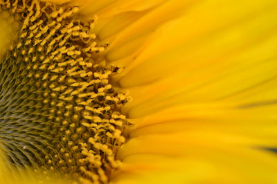 Detail shot of yellow flower