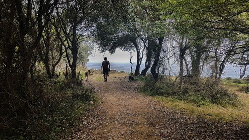 Rear view of man walking on street amidst trees