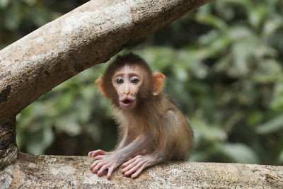 Portrait of monkey sitting on rock