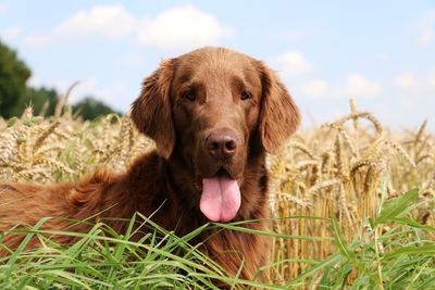 Portrait of dog on grass