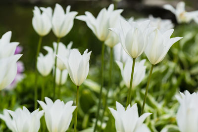 Close-up of white flowering plants on field