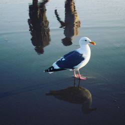 High angle view of seagull perching on a lake