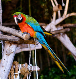 Close-up of parrot perching on branch