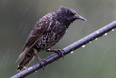 Starling on a wet perch during a shower.