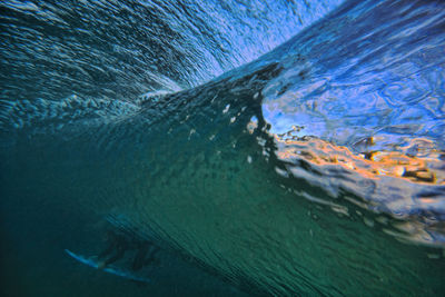 Fish swimming in sea