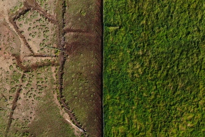 Full frame shot of trees on field