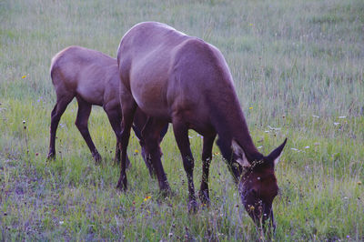 Horses grazing in a field