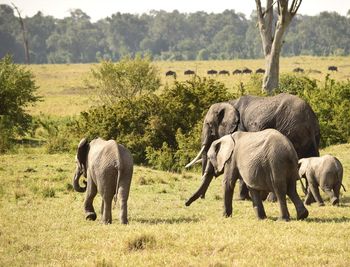 View of elephant on field