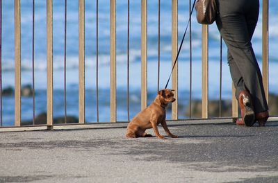 Low section of woman with dog standing outdoors