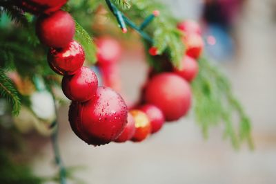 Close-up of red berries growing on tree