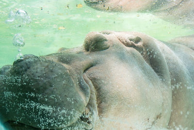 Close-up of hippopotamus swimming underwater